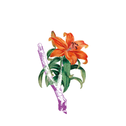 Dina Theresia Rahman